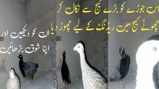 کالا تیتر جوڑا بریڈنگ کے لیے علیحدہ کیج میں منتقل | Black Francolin Pair Breeding Setup 2025