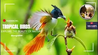 Birds of the Enchanted Forest: A Symphony of Nature - Birds of Rainforest -Birds_Animals & Beyond