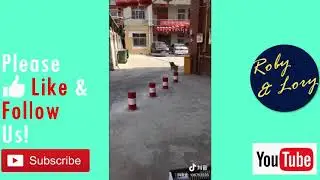 CRAZY Talent And Energetic Dog : SUPER Dog Jumping Over Barricade Column's Top!