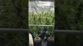 Soul Mate getting RIPE under the Photontek SQ300W Pro!
