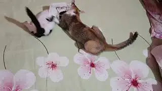 TUNU & HEIDI 😼 PLAYING FIGHTING GAME 🐾#catofyoutube #catsplaying #catsfight #cat #pleasesupport 