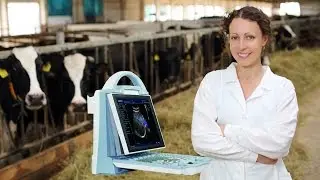 Cow Pregnancy Of 58 Days, Diagnosed Using KX5600V Vet Ultrasound Machine