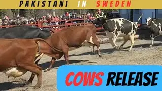 Farm Sweden | Stockholm Sweden
