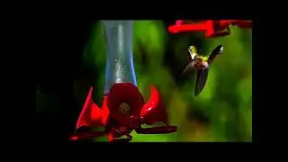The Hummingbird migration 