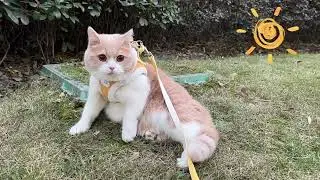 Rabbit Cat Harness Escape Proof😺💗