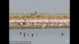 Gujarat's Hidden Gem: Visiting the Khijadiya Bird Sanctuary #travel #birdwatching #jamnagar #gujarat