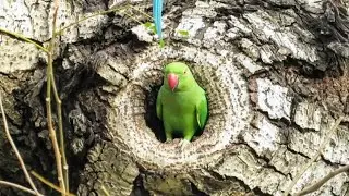 Female Ringneck Parrot Searching Nest Hole for Breeding Season