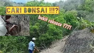 Mencari bonsai di bukit raksasa !!!!!?,dapat zunthoxylum (latin) di bali ????