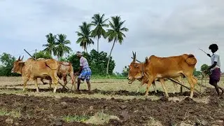 pattikonda seema bulls vs Cow in ploughing | cow videos vs ox