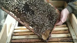 Первый рой -21 две недели спустя