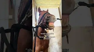 horse of wisdom and financial advisor #horse #financialfreedom #meme #funny