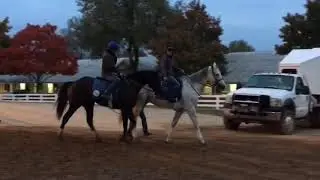 Breeders' Cup Juvenile: B-roll from Maxfield's work 10.25.19