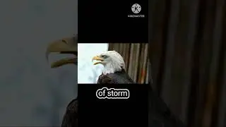 Eagle uses the negative energy of storm to fly even higher #motivation #attitude #shorts