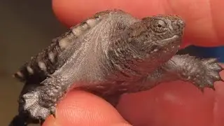 Setting up a baby snapping turtle tank