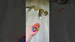 Funny Cat Barsik Beads ⭕🔷 Reverse video #funnyreversecat #cat #funny