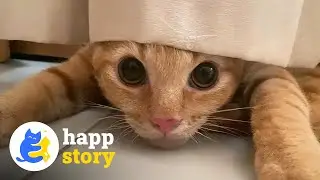 Street Cat Survivor Becomes Hilarious Home Menace - HAPP