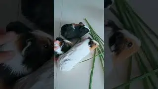 🐭🌿🐀🥰 #funny #kidsvideo #magictv