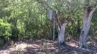 Moultrie 30 pound hanging feeder 2025