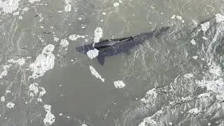 August 22, 2025 Salmon Run Ganaraska River