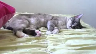 Cat twitching hard in sleep