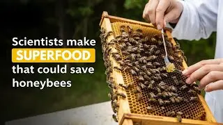 Scientists make 'superfood' that could save honeybees || IDEA MORNING DIGEST || 22ND AUG 2025