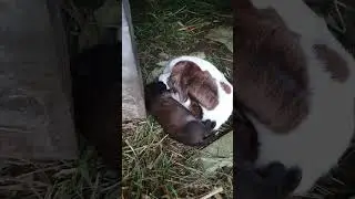 khi dê con tưởng mình là chó con nên hai đứa ngủ chung