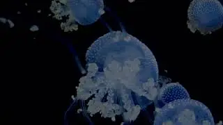 Calming Underwater Ocean Sounds for Meditation & Stress Relief