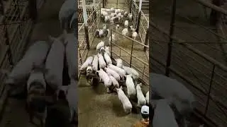 Lots of pigs! #shorts #trending #cute #auction