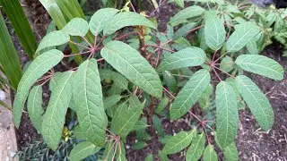 Understanding Schefflera Nova - Sort of!