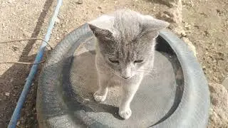 يوم جديد في مزرعة الشافعي مع الغنم