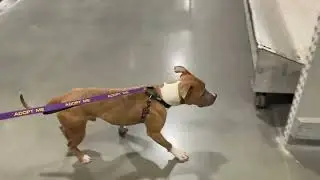 Soot:  2 Year old male boxer mix at Omaha NHS