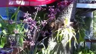 Making money growing and selling plants