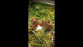 Людвигия супер ред (Ludwigia super red)