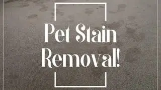 Pet Stain Removal