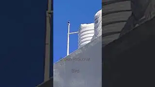 Indian brown rock chat bird sound 🤯