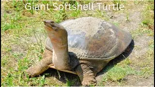 Giant Soft shell turtle are very aggressive