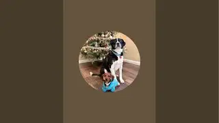 Mini dachshund goes on his first walk
