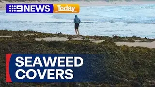Seaweed blankets several Sydney beaches | 9 News Australia