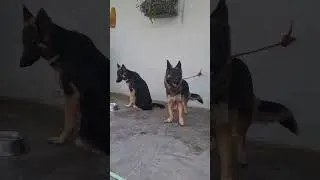 #Jimmy #boskyskennel #GermanShepherd #Boarding #Hostel