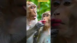 bandar ne kiya makeup 🐵💄 (monkey makeup) #funny #viralvideo #shorts #makeup