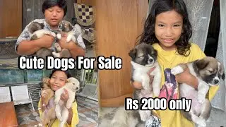🐶 &ldquo;Lovely Dogs for Sale | Looking for a Caring Home ❤️&rdquo;