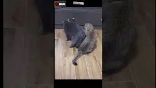 ketika kucing jail dengan temannya #kucingtiktok #kucingpintar #hewan