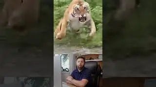 Tigers in India Don&rsquo;t Mess Around