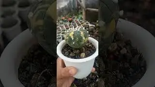 Kaktus Astrophytum Asterias Variegata #tanamanhias #plants #flowers #kaktus #cactus #cactacea