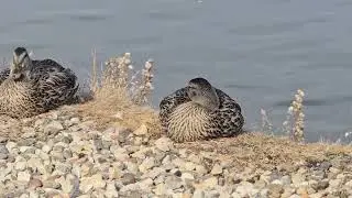 Beautiful Wild Ducks and Canada geese relaxing on the shore on the first day of October afternoon 
