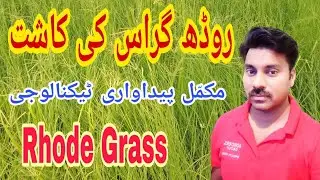 Rhode Grass Cultivation |Abid Ali Agrarian | روڈھ گراس Production Technology