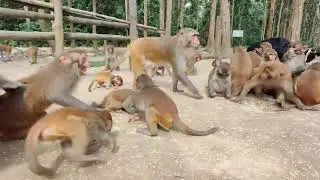 Asian monkey's is very friendly & eating food together. 😎😎 #monkeyatoz 