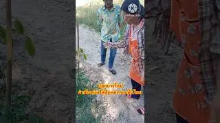 Is it necessary to apply manure as a base fertilizer when planting new rubber trees?