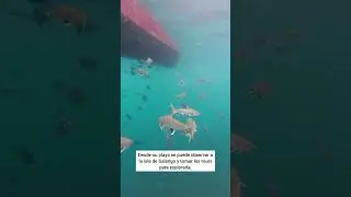 Salango ✨⭐🐠