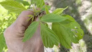 Leaves of Three - Box Elder, Virginia Creeper, Poison Ivy